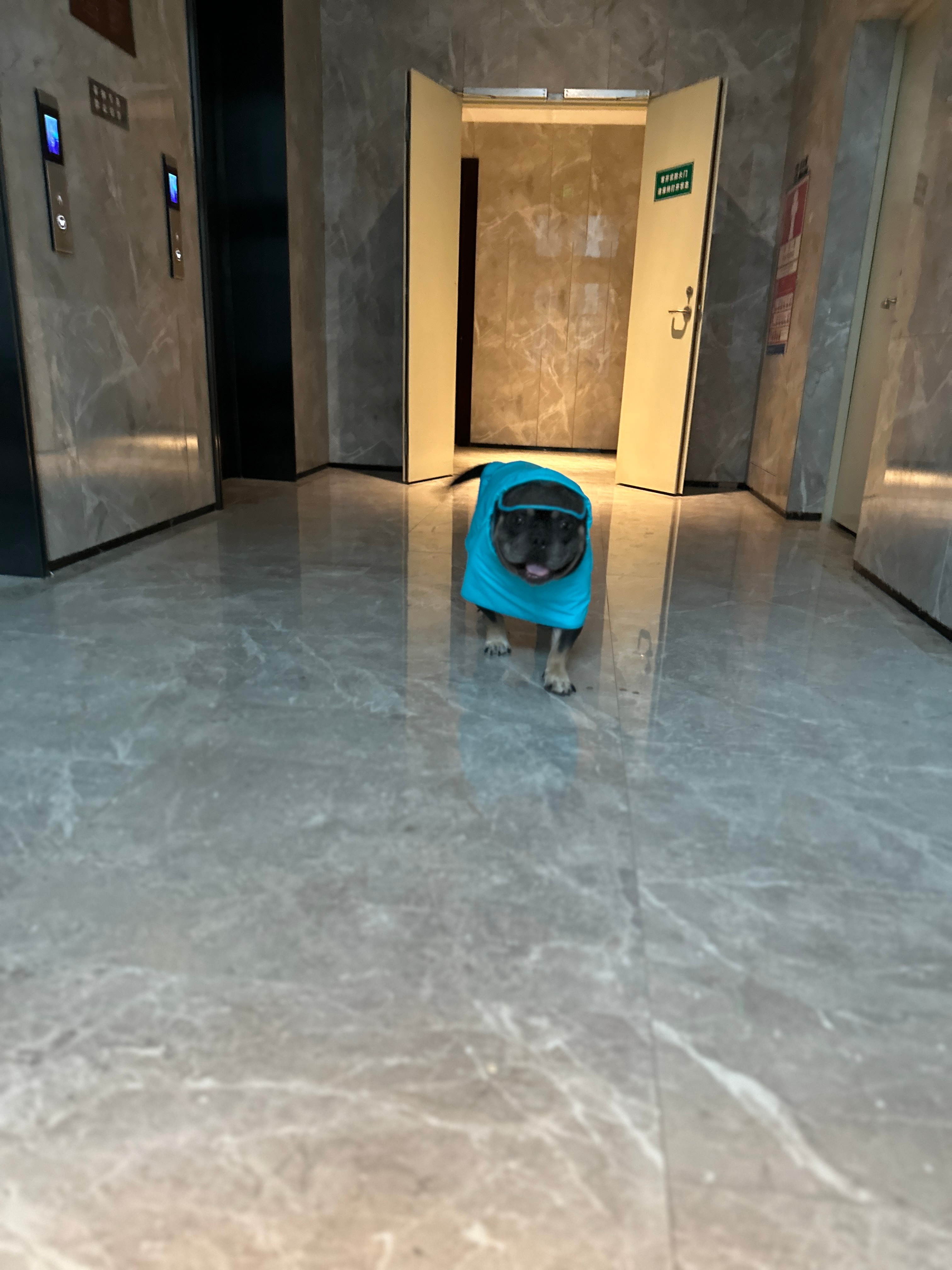 好像饿了么蓝骑士 ​​​