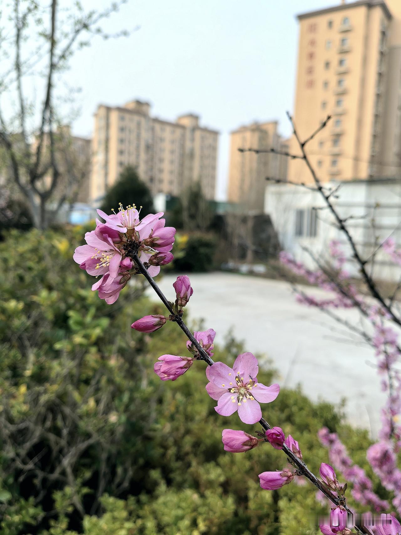 妈妈去世后，我和哥哥商量着丧事简单又隆重，让妈妈走的体面。
我和哥哥都在外地工作