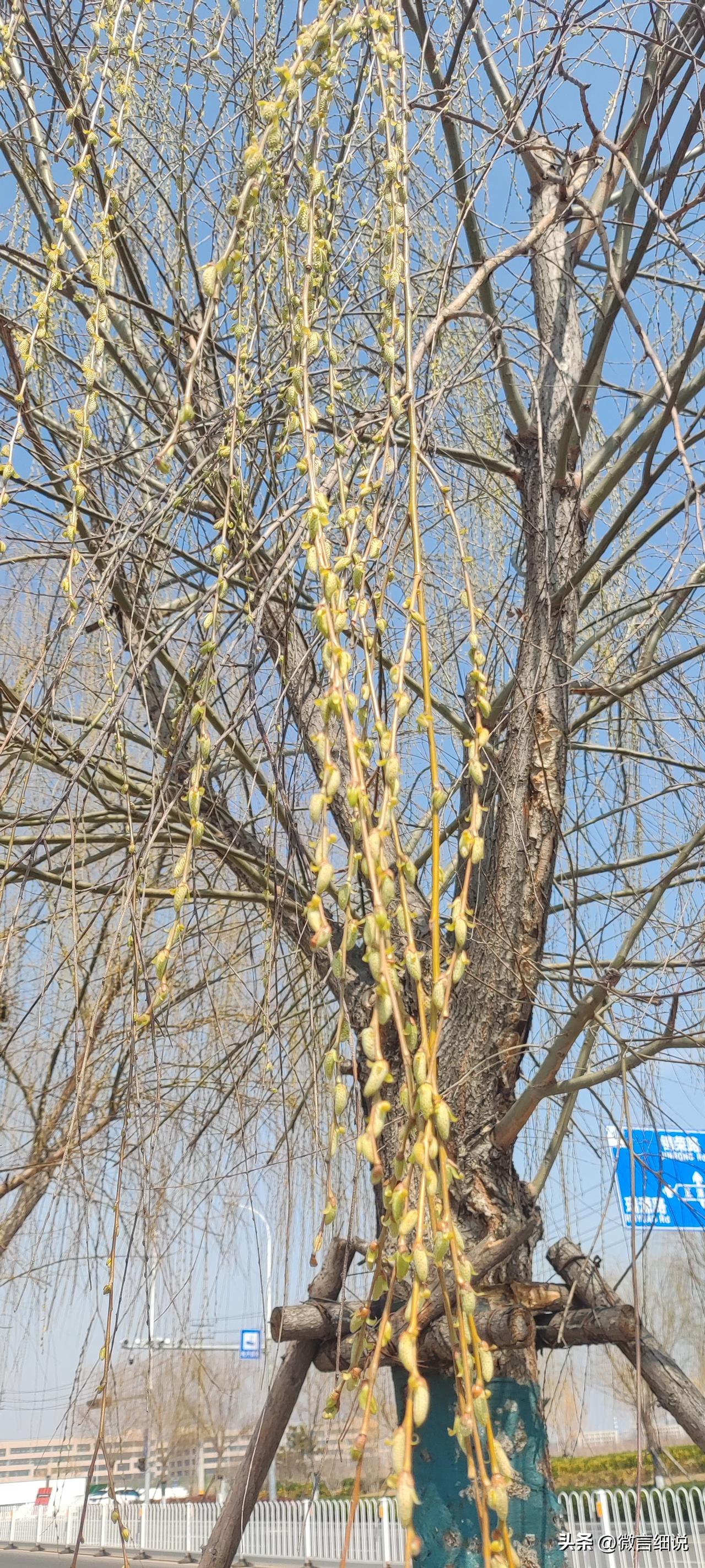 绿意爬上杨柳梢，软风专惹小蛮腰。
细雨濛濛隐若现，绿水悠悠懒起涛。