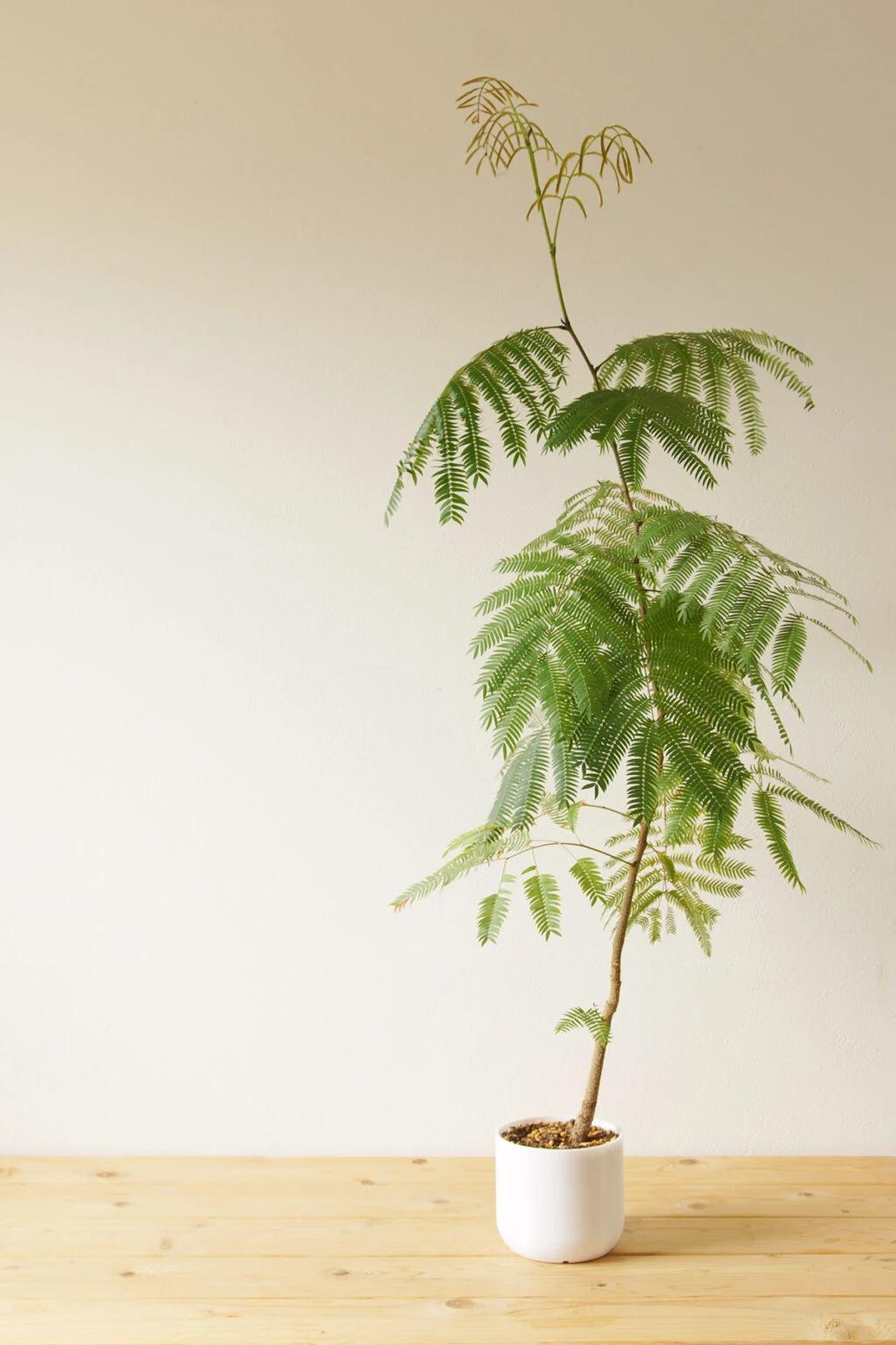 你有没有见过一株有自己作息的植物？
清晨晨光微亮，它细细的羽状叶片缓缓舒展，像伸