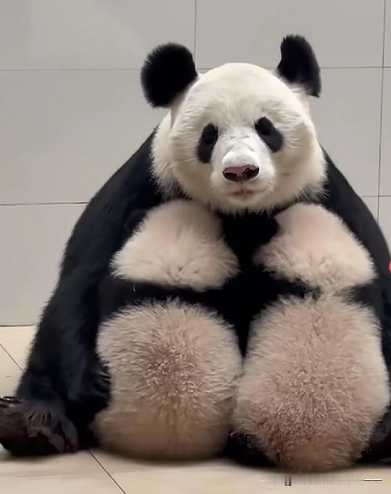 看看你们是不是像大熊猫一样，被神兽折磨成这个样子？