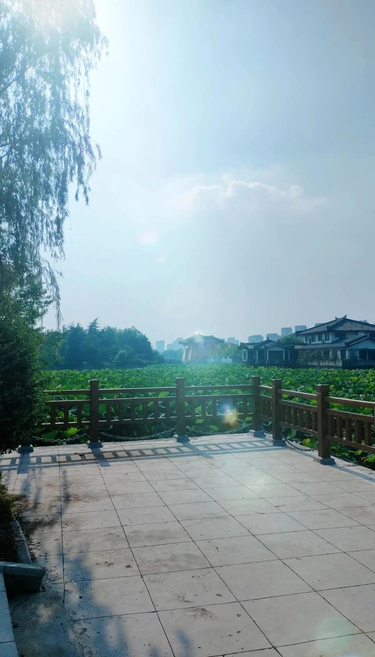 特朗普称收到相关表态，中俄为何始终保持中东冲突中立立场？美伊局势 中东地缘 国际