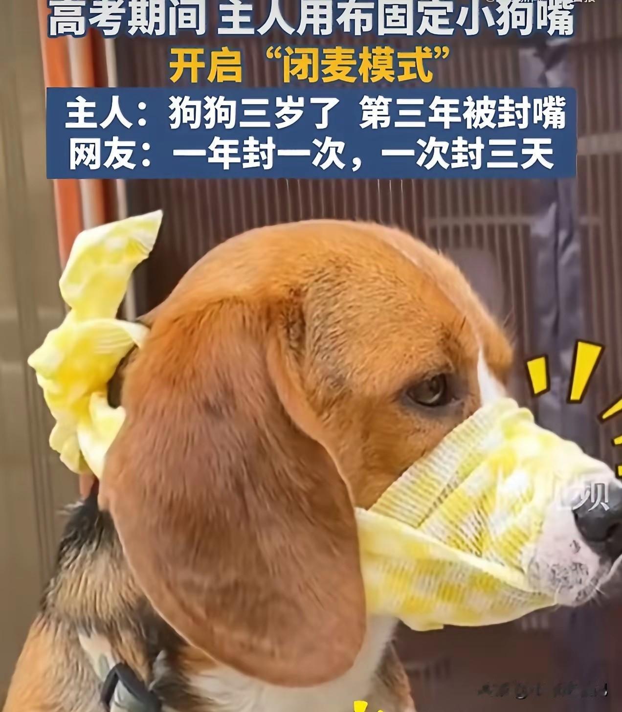 高考结束了，考生们也都轻松了！

考生们轻松了，铲屎官们可没轻松！为了不影响考生