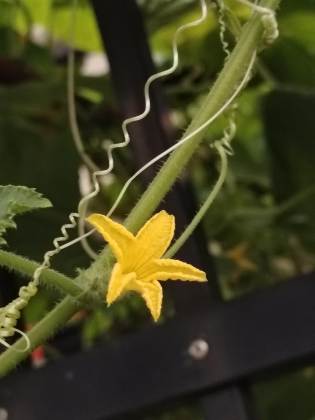 五角黃花也美丽