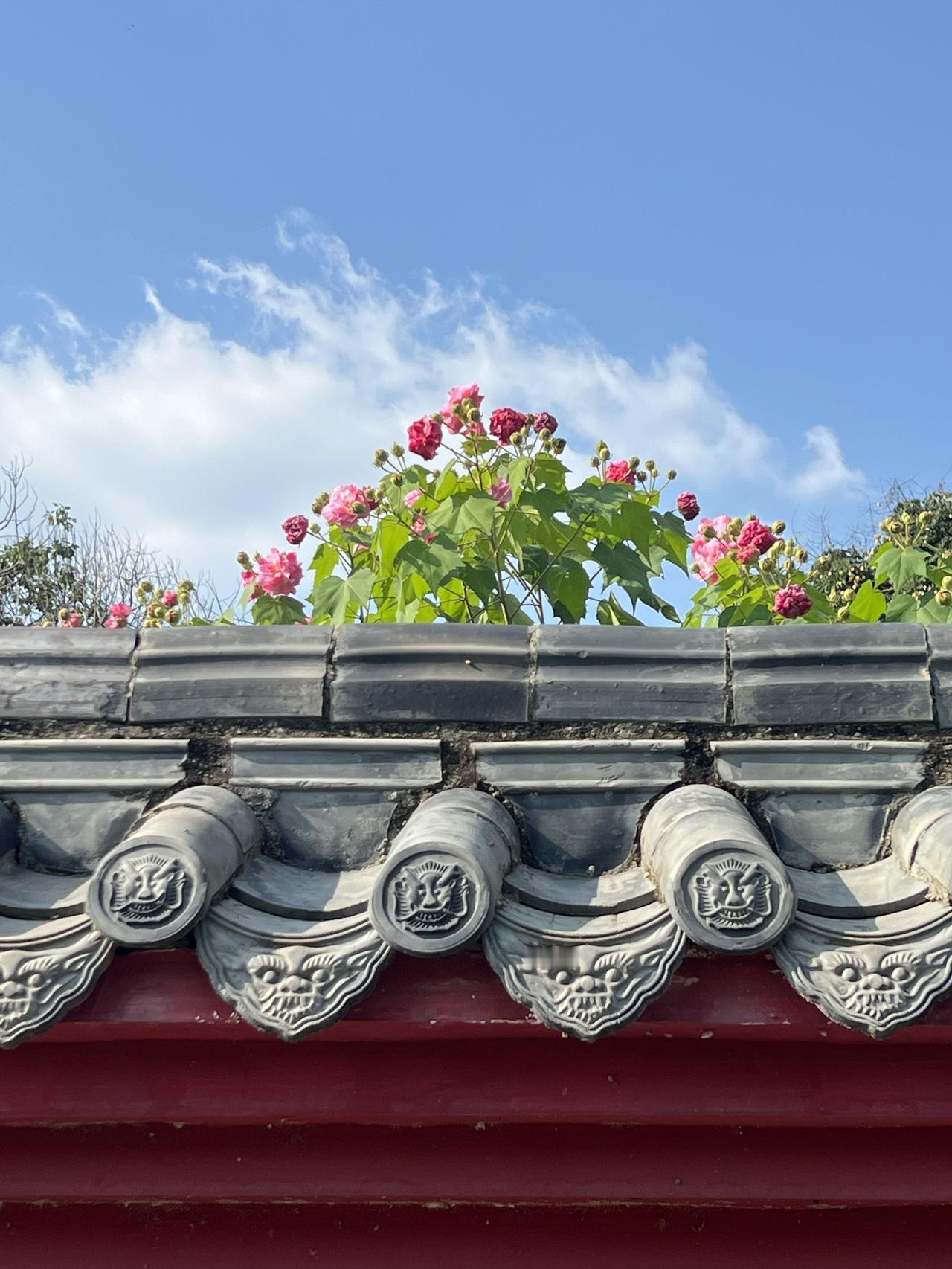 成都的市花芙蓉花，盛开的季节到了，红墙内的芙蓉花开得正艳，好一种复古之美，又与蓝