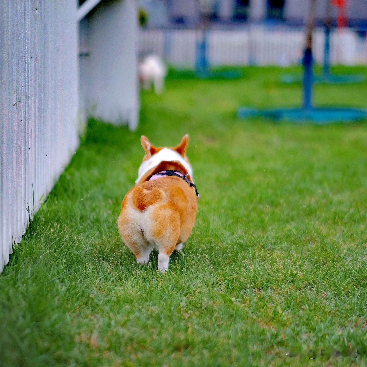 “嗨，狗不吃草”。看见一个老哥拉着宠物狗，站在广场草坪里，我喊他。
“呵呵，狗想