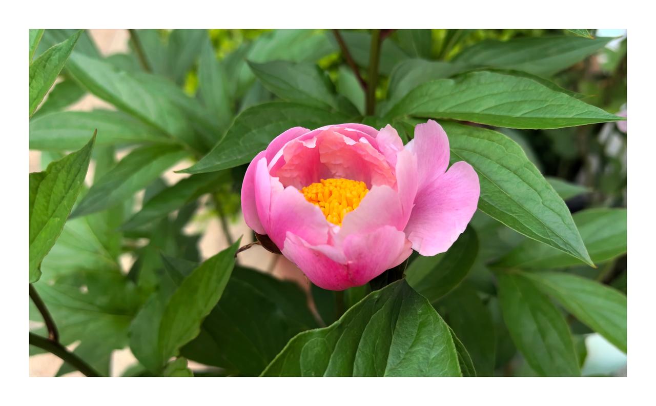 【热评】不容打着民俗旗号寻求刺激
西双版纳泼水节汽车被拉开门喷水

西双版纳泼水