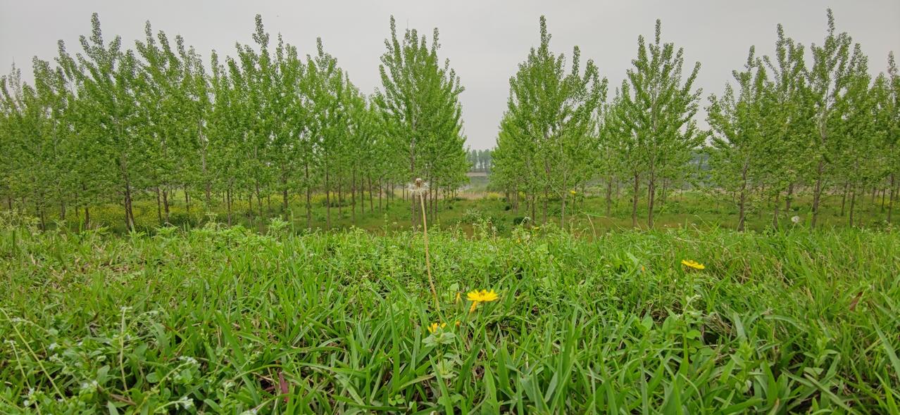 人生如旅，我们在风景中行走，风景也在治愈我们。不必追赶时间，只需在这花开的时刻，