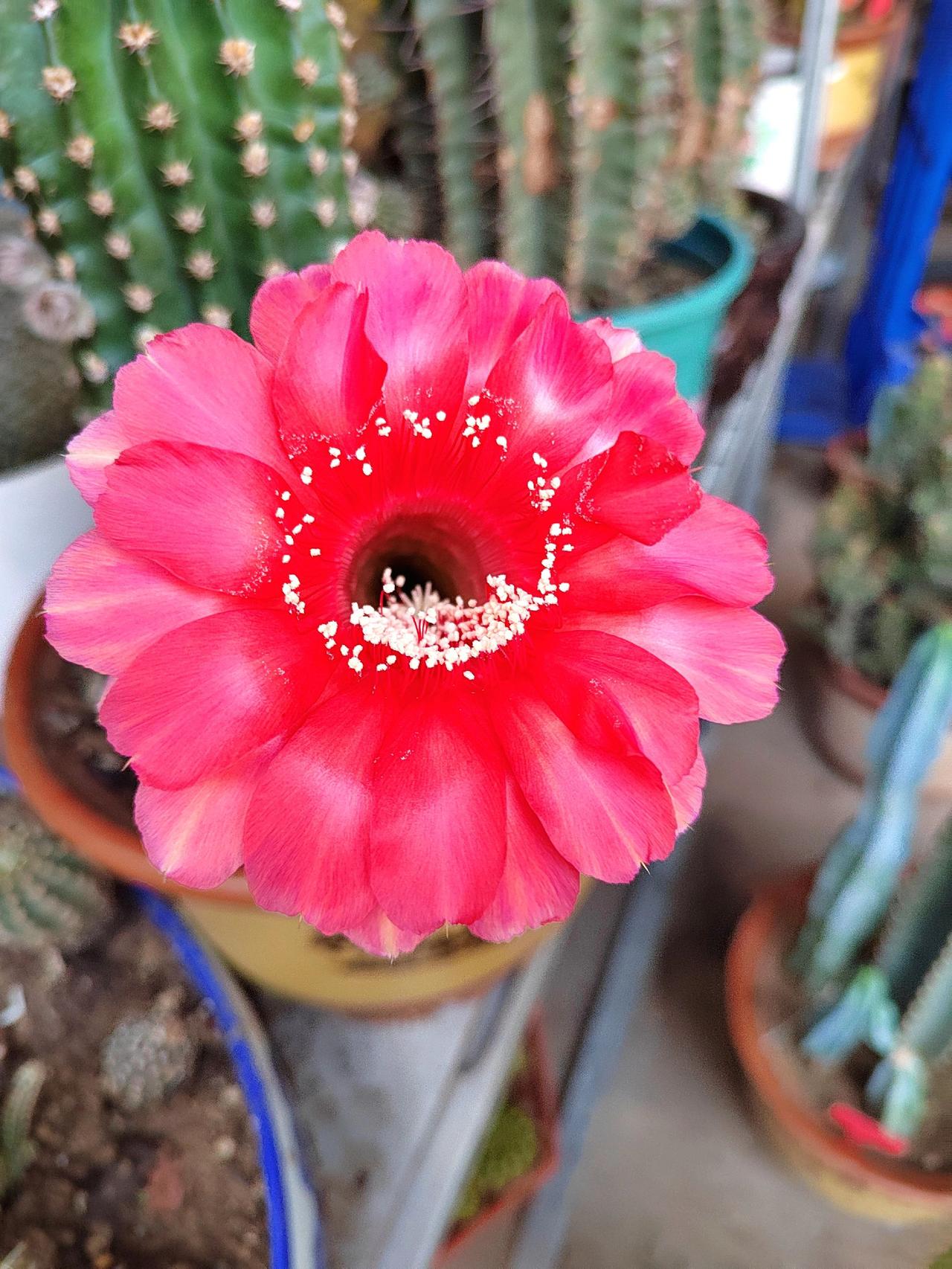 仙人球开花