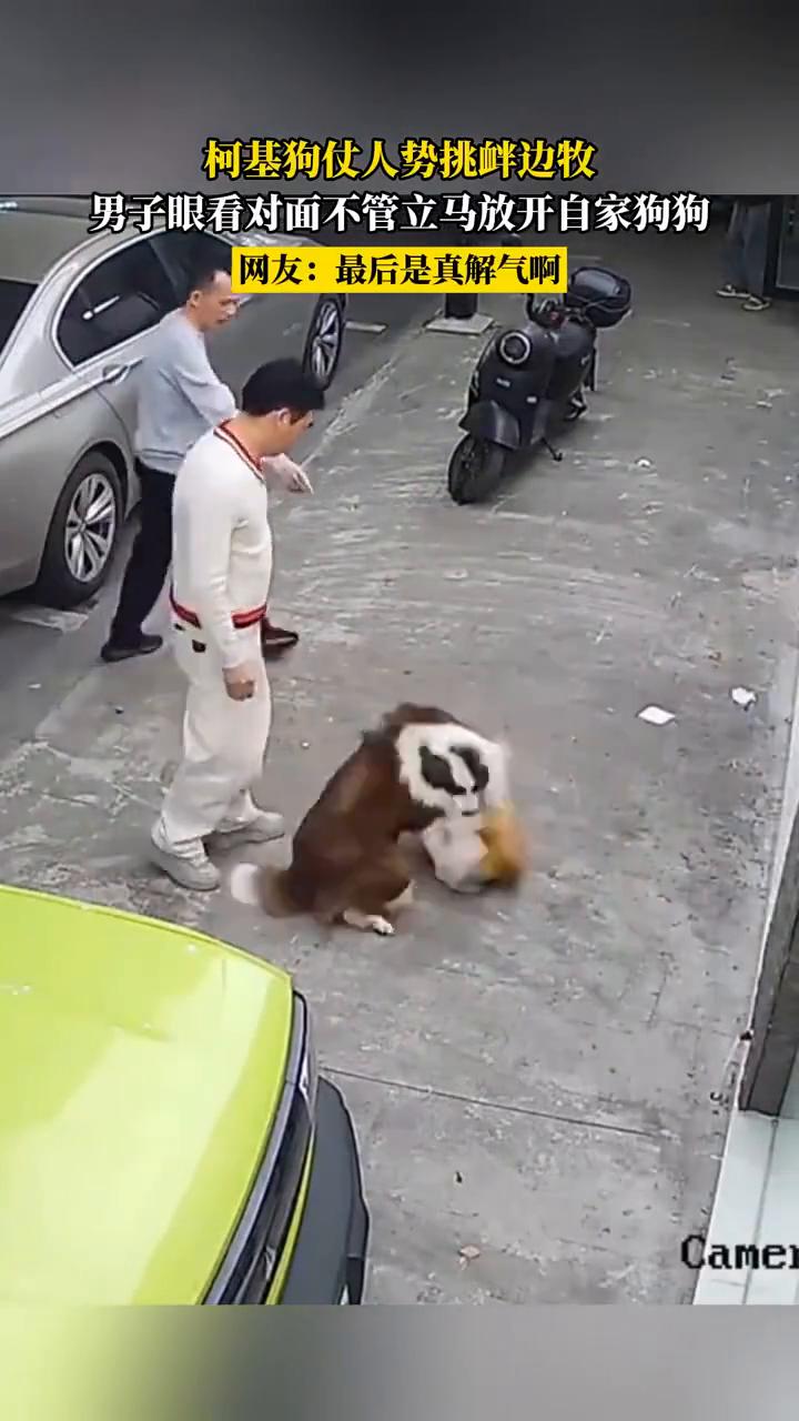 柯基狗仗人势挑衅边牧，男子眼看对面不管立马放开自家狗狗。网友：最后是真解气。
4
