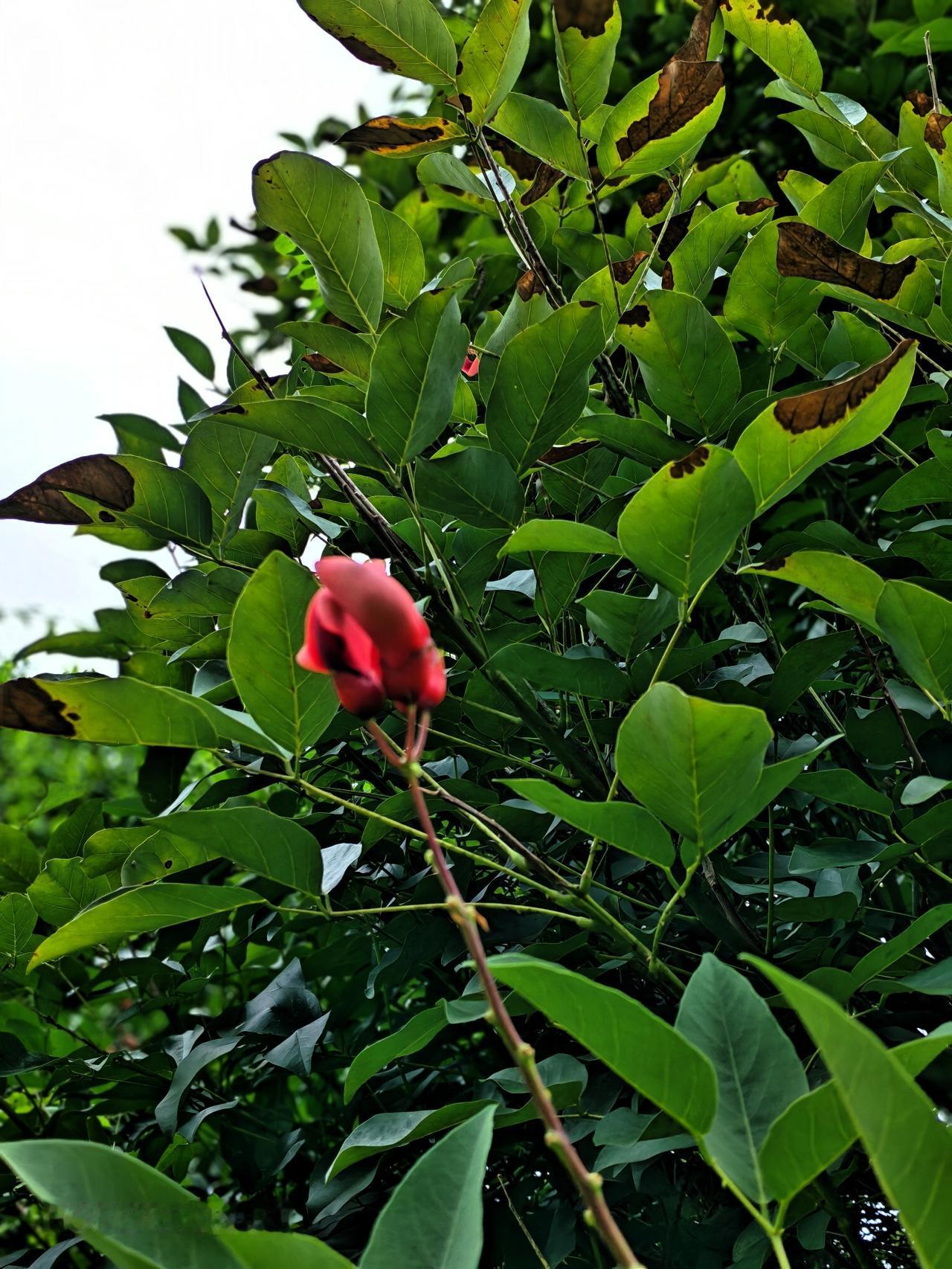 第一次看见这种花儿，不知它叫什么名字？近距离看很美！