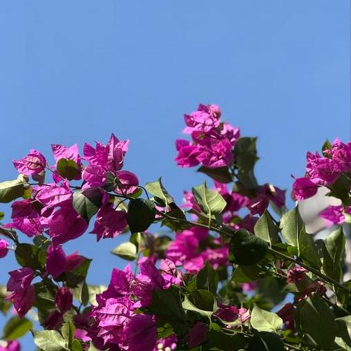 马克龙在都江堰这样说
 
12月5日，马克龙在都江堰这样说：
 
法方愿同中方加