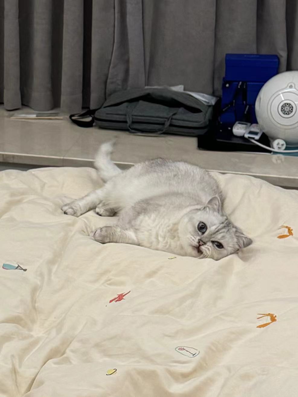 今日主题不太聪明的亚子#银渐层##银点##英国长毛猫##辣椒家新家回访##英国短