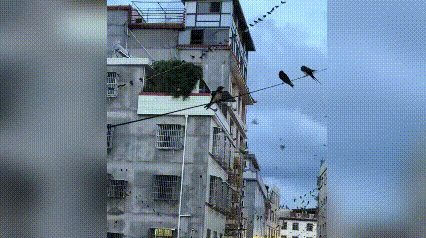 宜宾地震前一夜漫天燕子纷飞，官方科学解读来了

前几天四川宜宾高县发生5.5级地