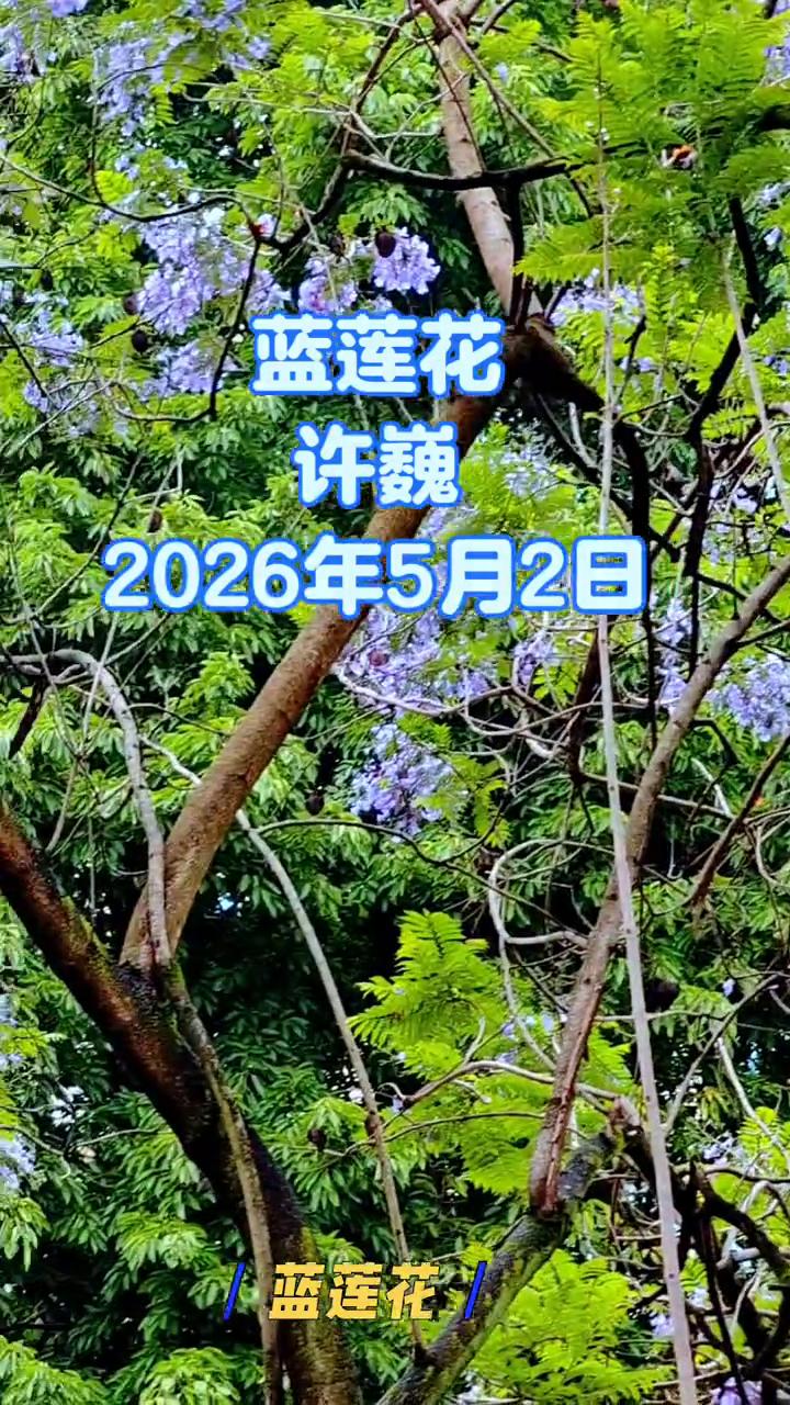蓝莲花。
许巍。
2026年5月2日，开启五月美好。心中那自由的世界，问你！好。