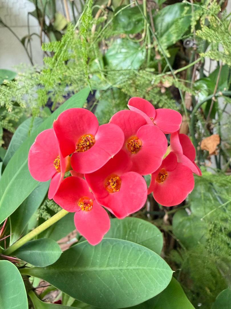 长寿花 