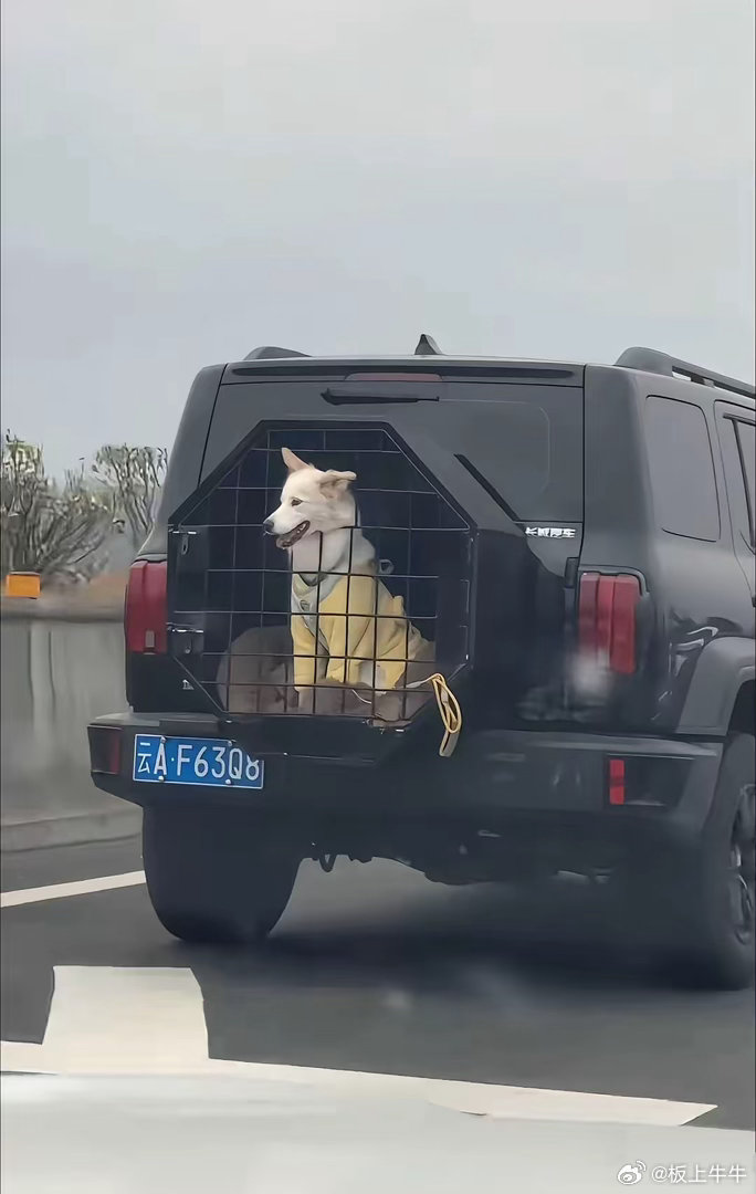 这只狗狗好幸运 