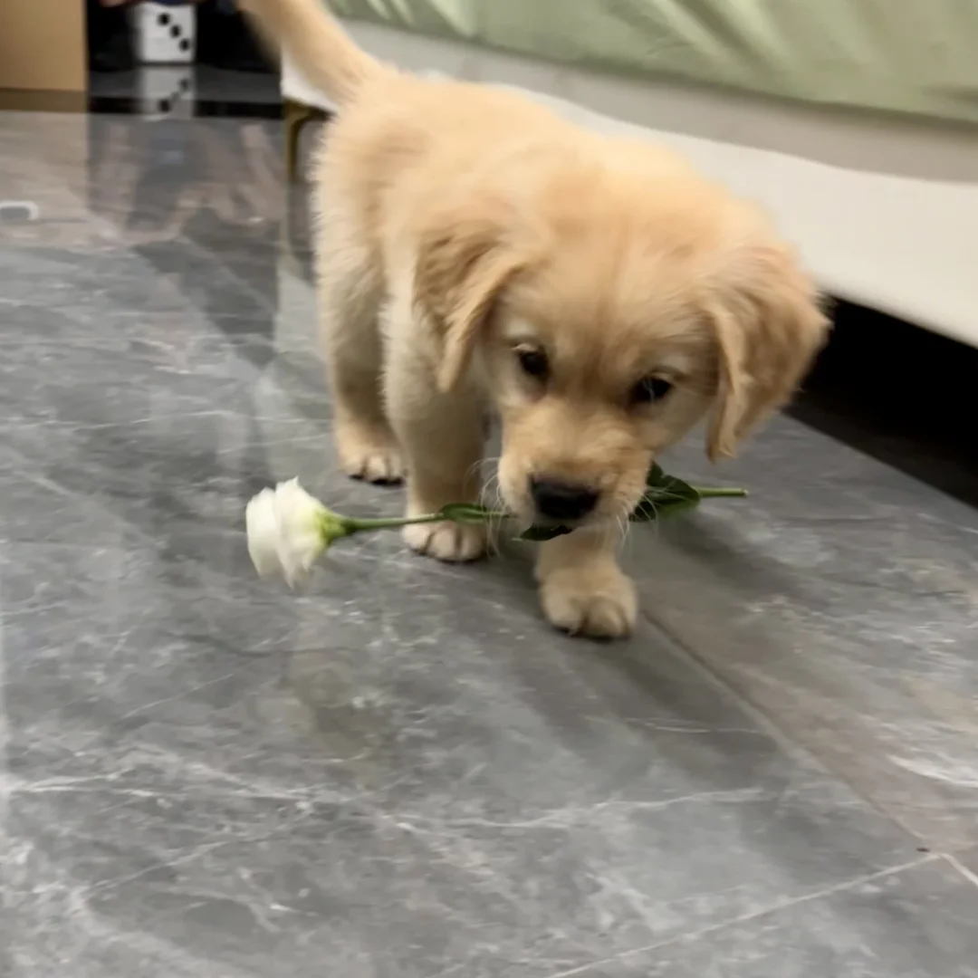 一直以为我家狗狗没有尴尬期…