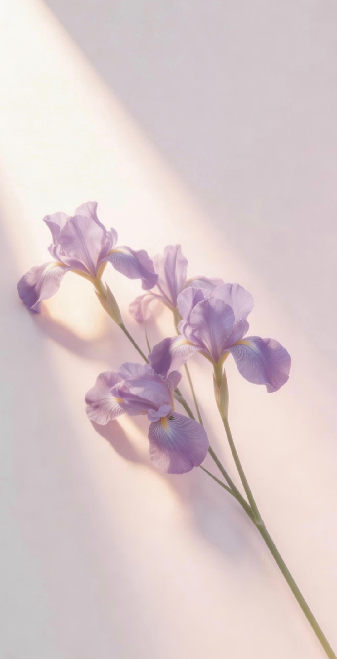 “ 一花含柔 ... ” ​​​