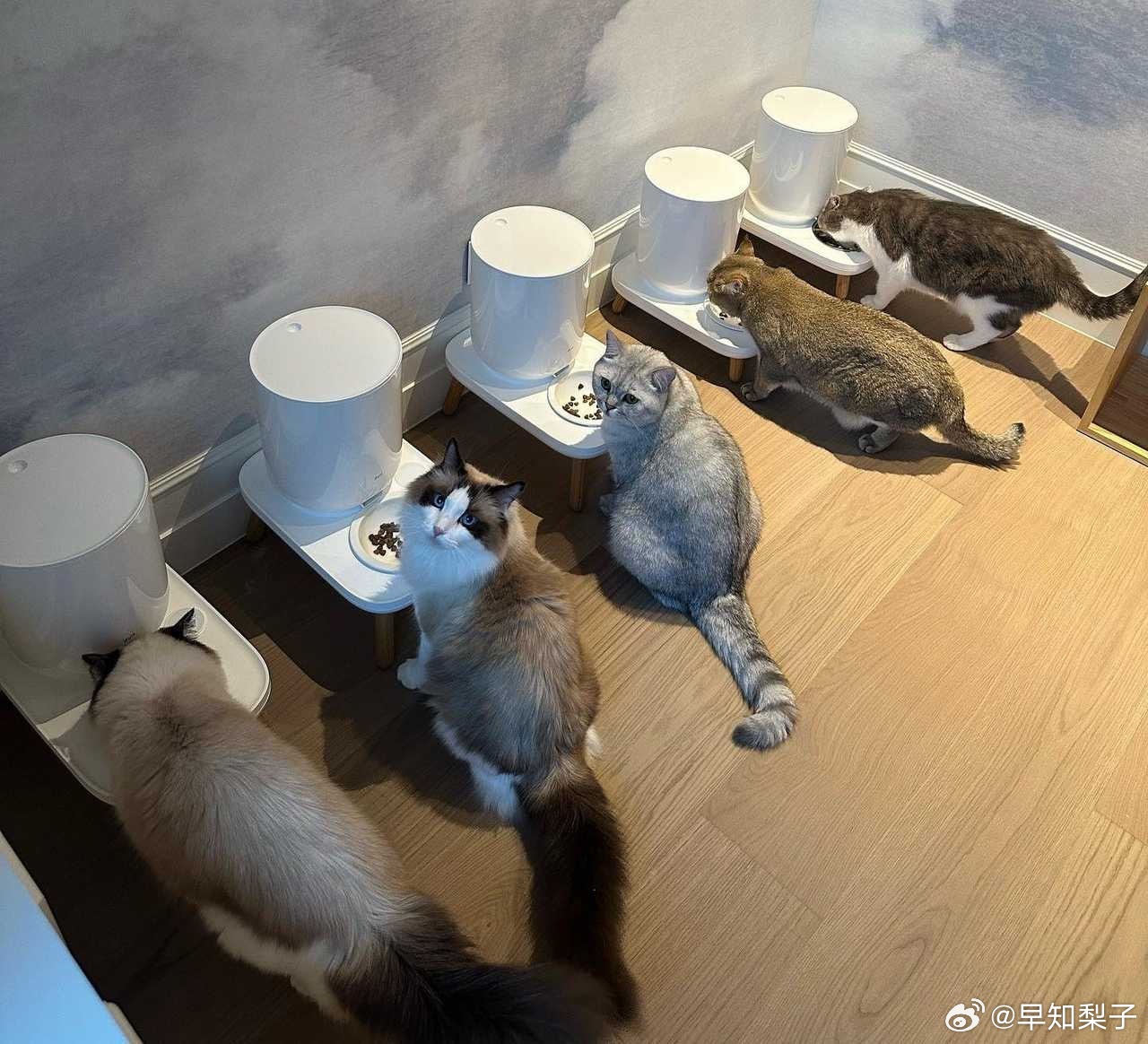 坏猫，吃Lisa的住Lisa的还调皮捣蛋，看这个墙壁都烂了，肯定是臭猫们干的😹
