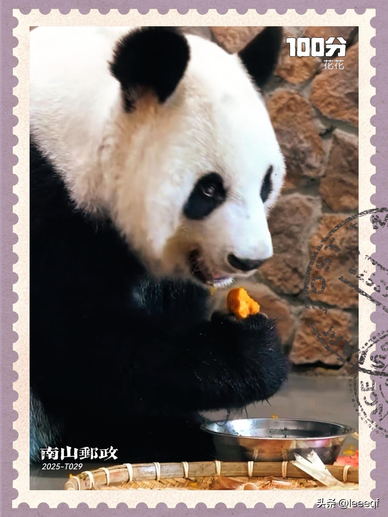 花花，学名“和花”，雌性大熊猫，2020年7月4日出生于成都大熊猫繁育研究基地月