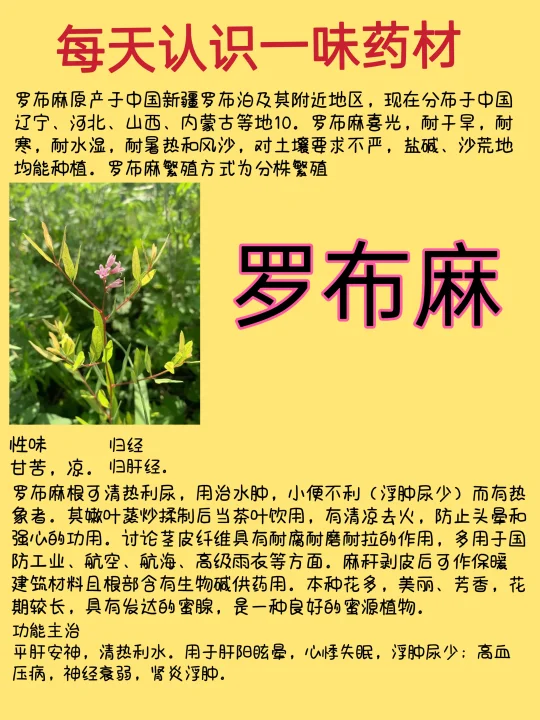 每天认识一味药材-罗布麻