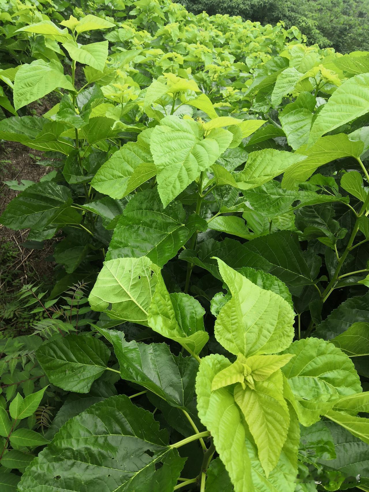 为我的真诚创作点赞！ 👍❤️🔥你也快来发布一条吧！带