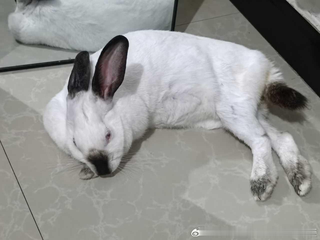 14165🐇【感觉自己】好忧郁 