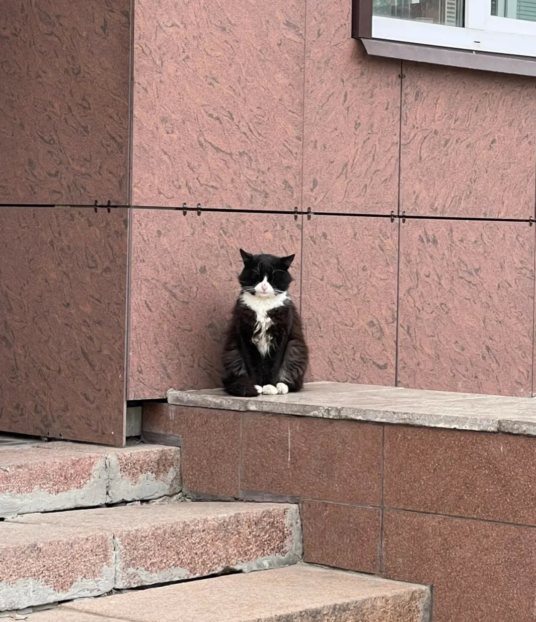 网友分享：今天在路上碰到了一只流浪猫，跟我家毛孩子是一个品种，给它买了一袋肉，狼