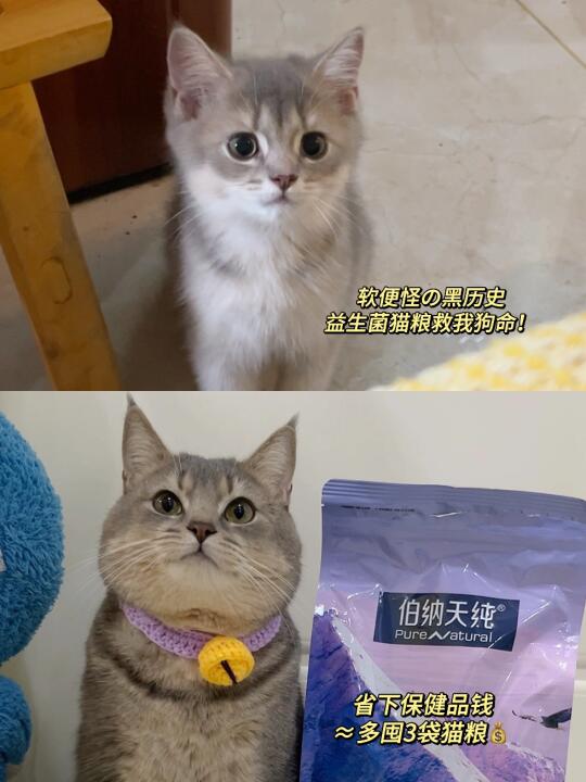 玻璃胃成干饭王！大灰耗子逆袭圆脸小钢炮？