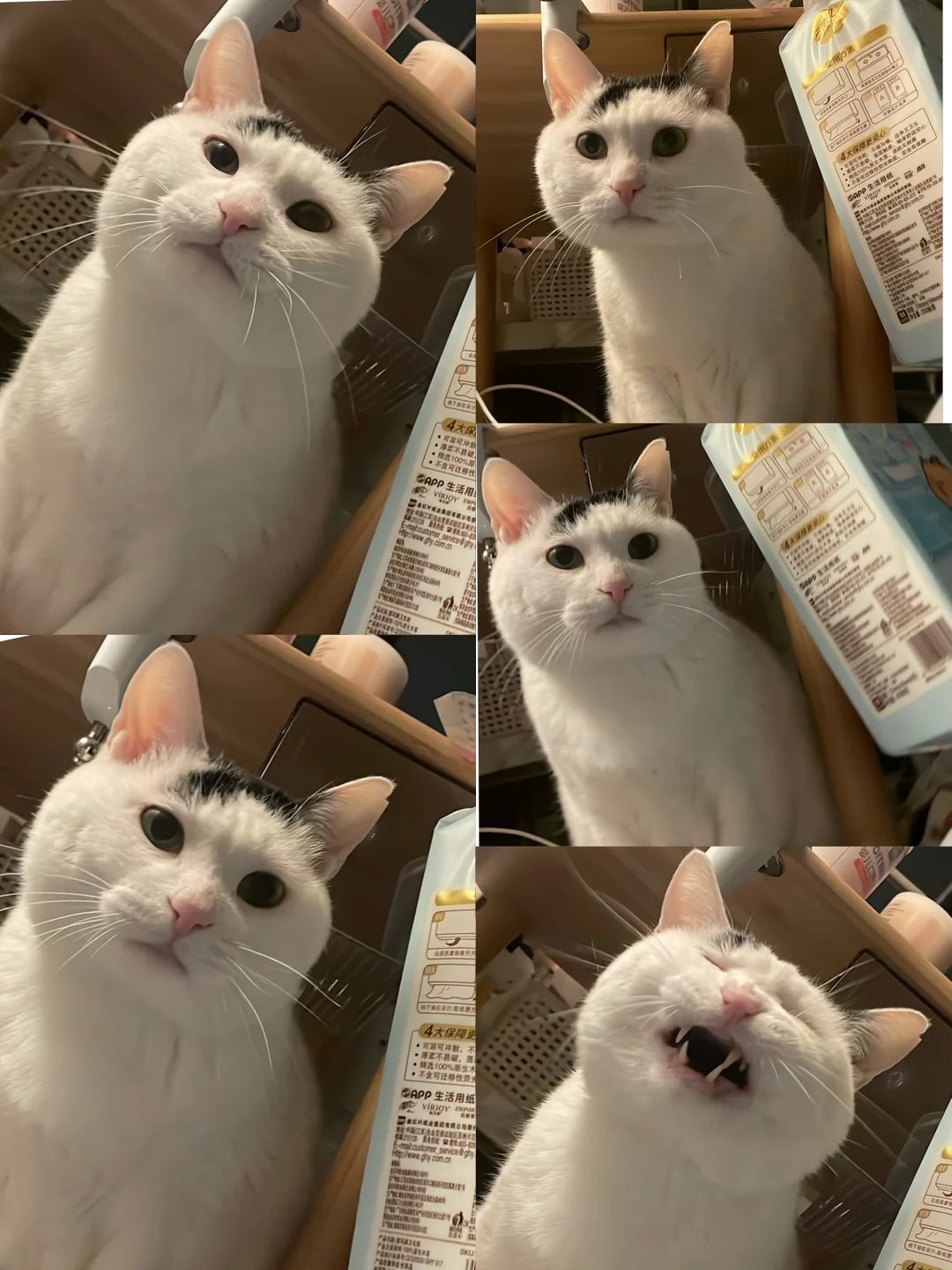 屎努子突出