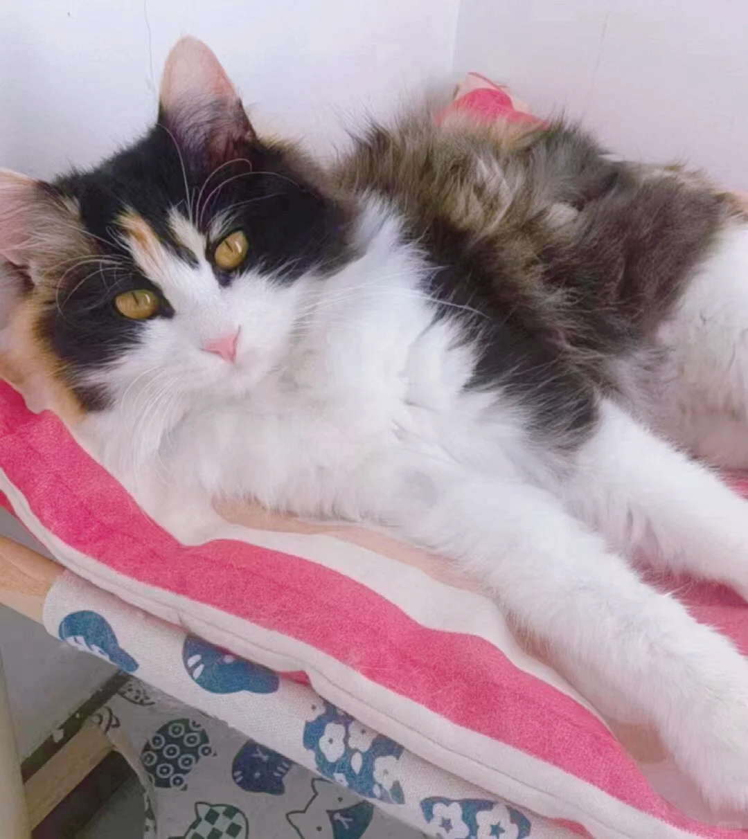 猫妲己，北京找领养