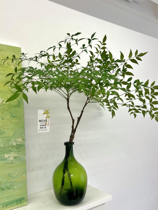 家的氛围感绿植🌿小森林南天竹