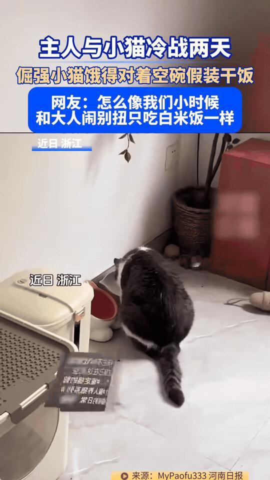 浙江，主人和自家黑白小猫陷入长达两天的冷战。
猫咪性子格外倔强，哪怕肚子饿得咕咕
