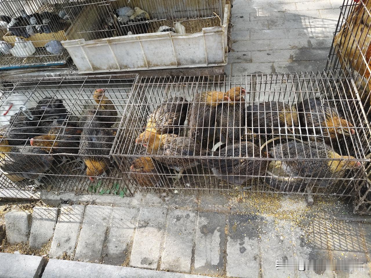 买几只土鸡养养吧，这么大的鸡，每只13，两只25。计划来六只。

以前，农村家家