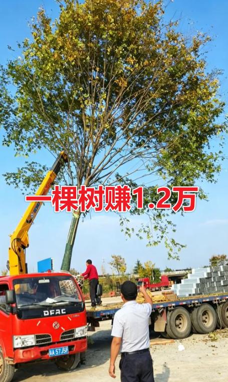 50棵树，买进1.2万一棵，卖出2.4万一棵，一进一出，净赚60万。

干这事的