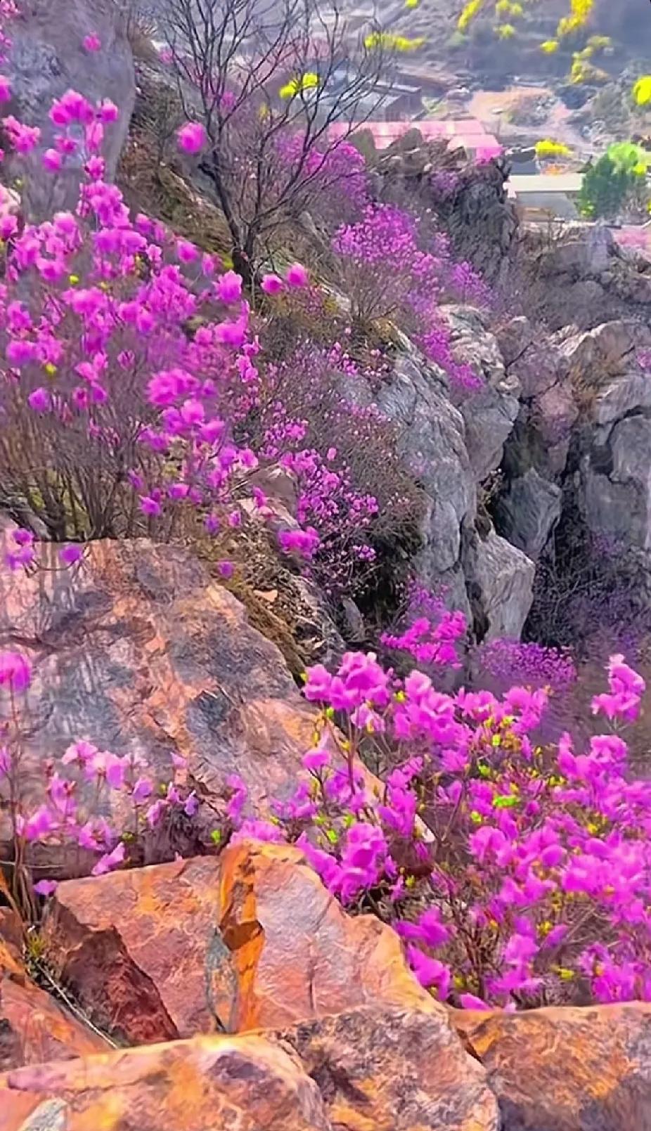 花落人间客，红紫映岩壁。百花诗意 花绽风彩 春秋入画太美了 分享醉美春景图 别枝