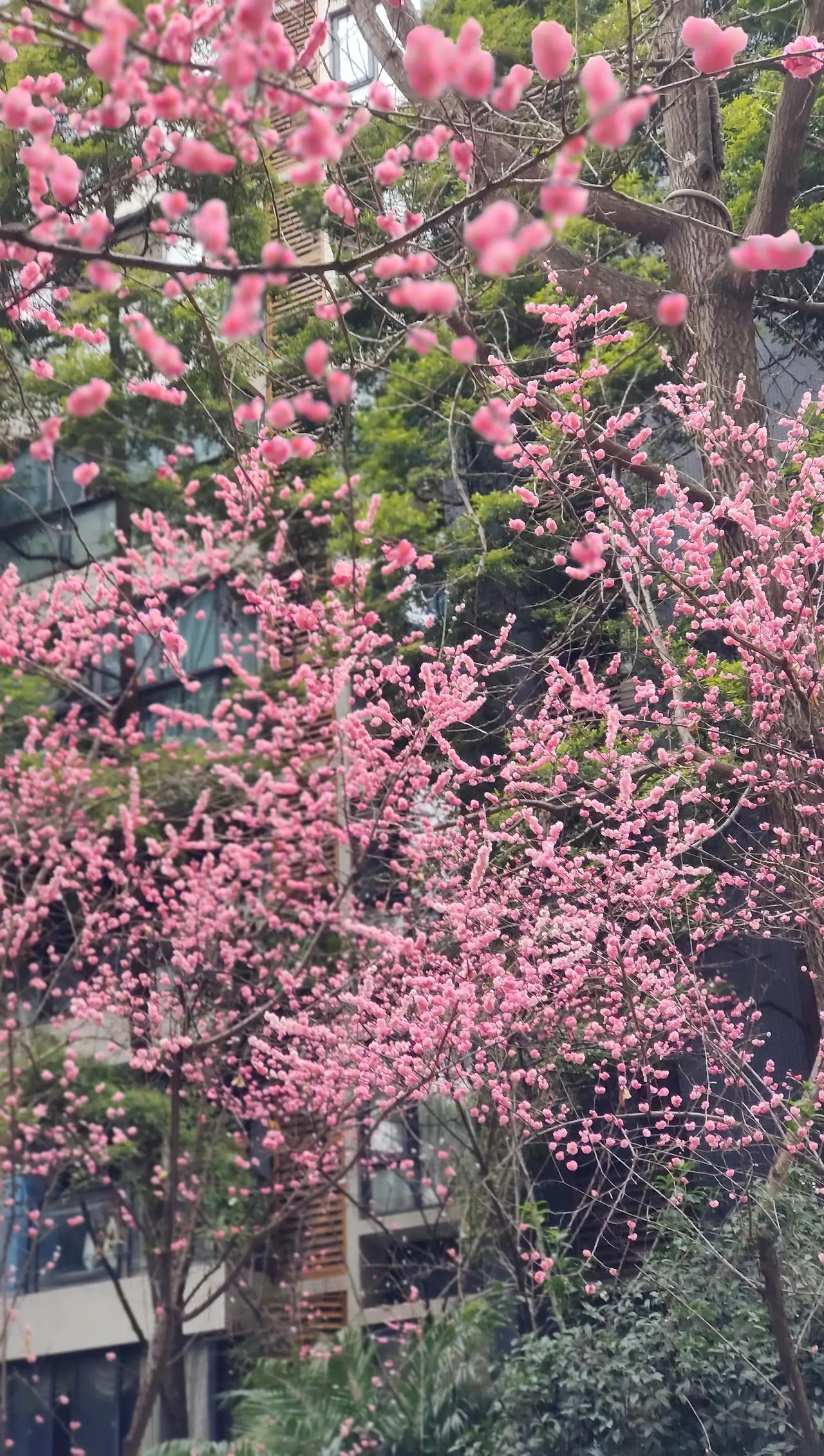 分享一张绚烂绽放的花