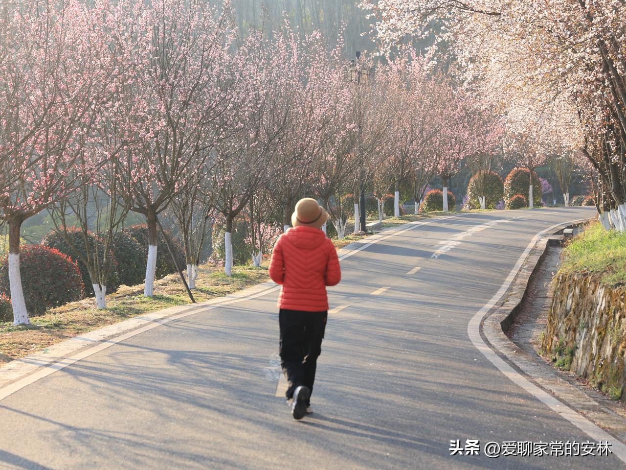 洪福茶山简直是安康茶山的颜值天花板，春季的茶山姹紫嫣红，漂亮极了。

这几天梅