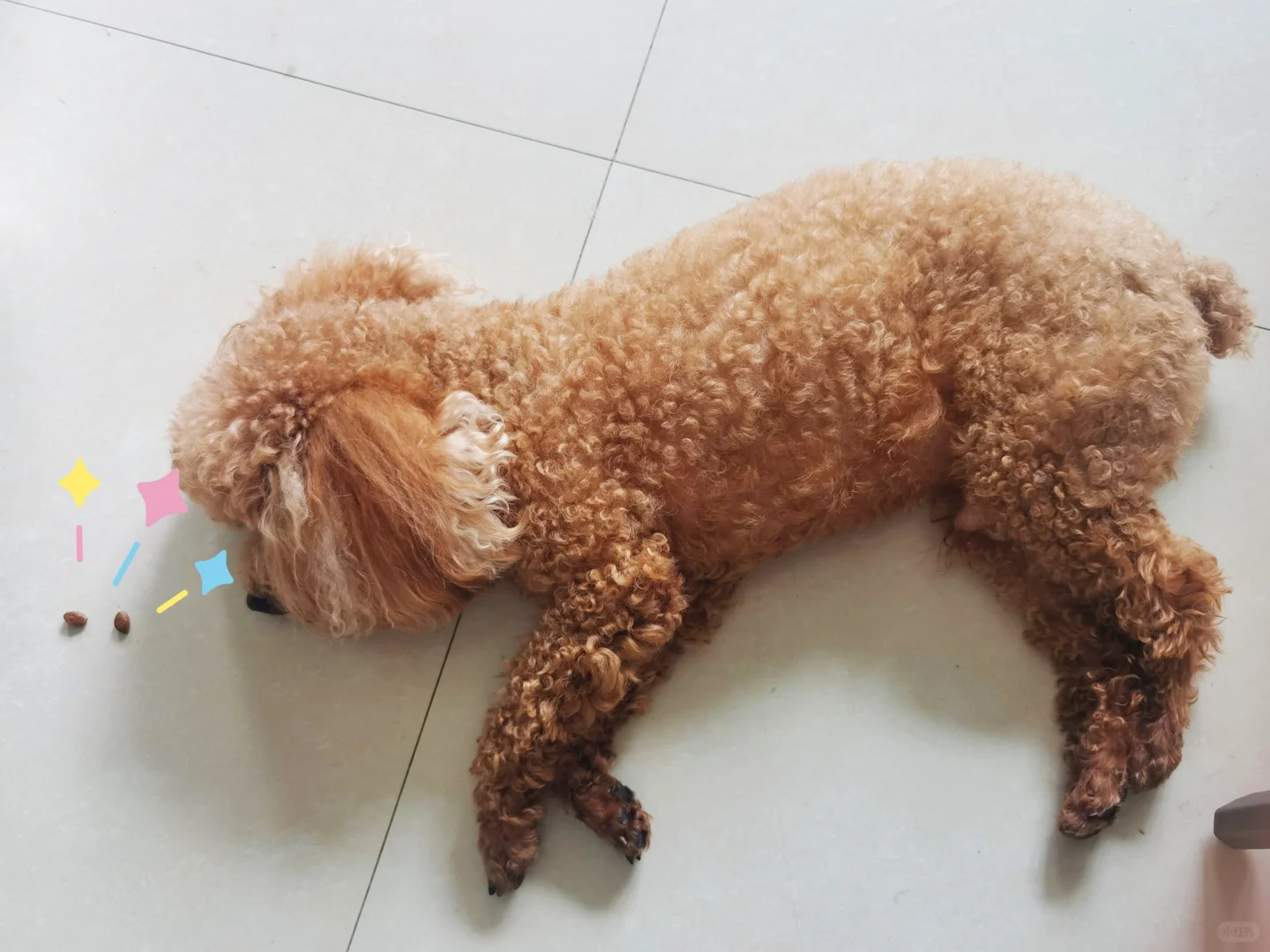 摇粒绒小狗也太可爱了吧！留了两颗狗粮