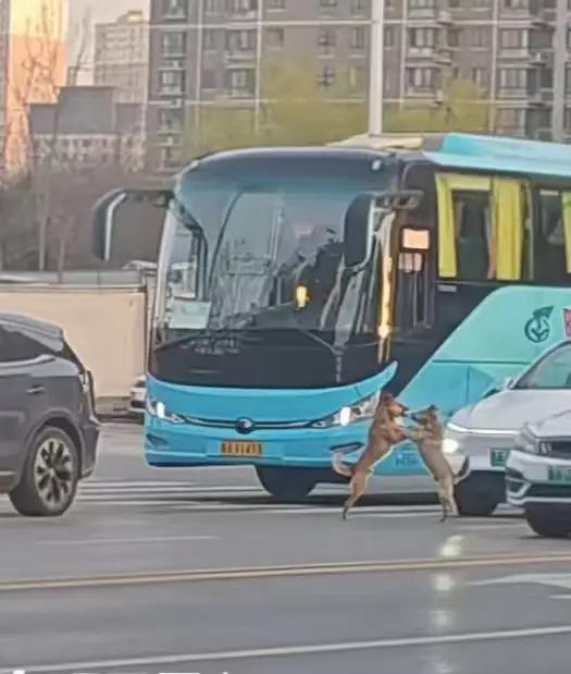 完整榜单背后，藏着一场让人哭笑不得的“交通大战”。两只狗在马路中央“火拼”，引得