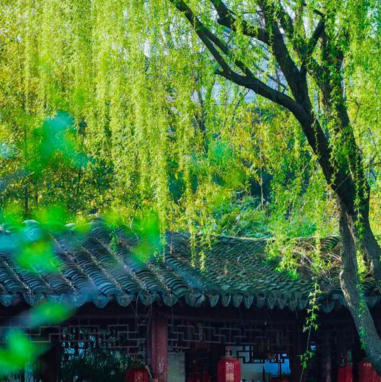 每日一善阳光信用 一花一世界，一叶一乾坤。每一种花都比喻着美好的青春，坚强的性格