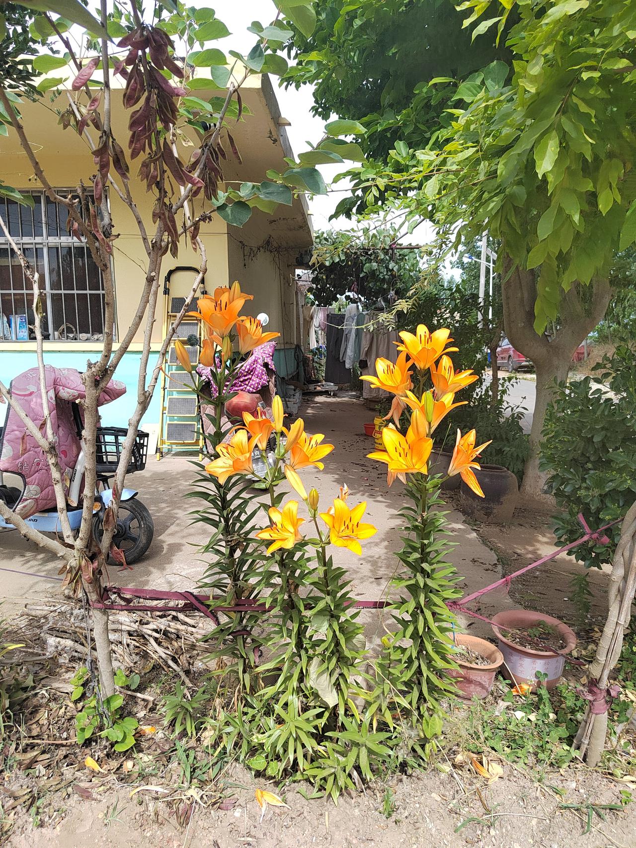 分享随手拍的景色老家小院的黄百合全开了，金灿灿一丛立在门前，不用精细打理，年年夏