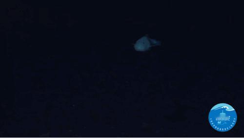【在目前已知海底生存最深的鱼，有哪些独门绝技？】科学上的深渊是指水深超过6000
