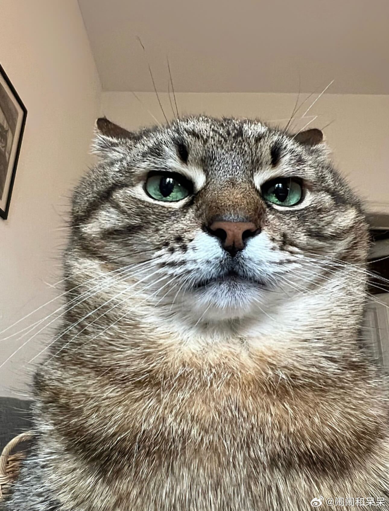 被emo猫斯特潘帅一脸cr：loveyoustepan ​​​