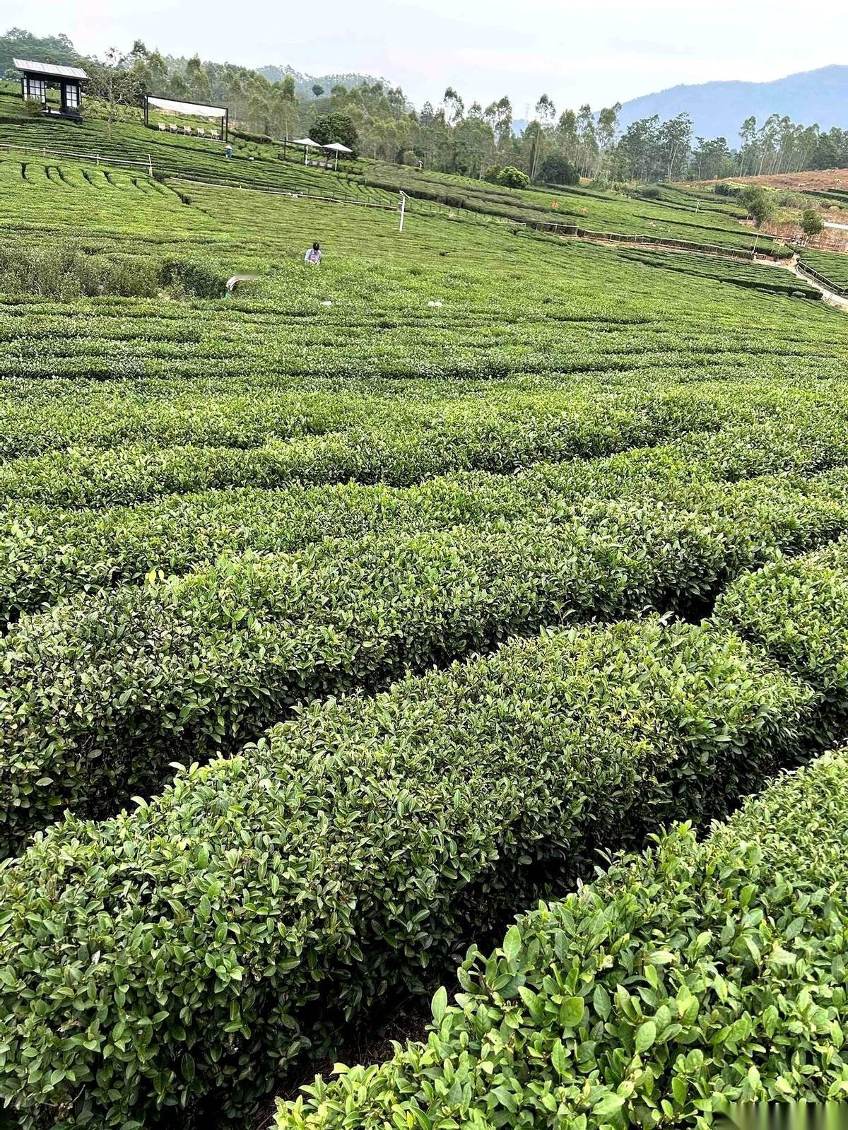 今天，接我们单的那个司机大哥，乐呵呵地指着窗外，说这片茶园真好看。
我看着那片绿