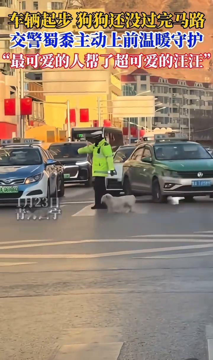 车辆起步，狗狗还没过完马路，交警蜀黍主动上前温暖守护。
1月23日，青海西宁。一