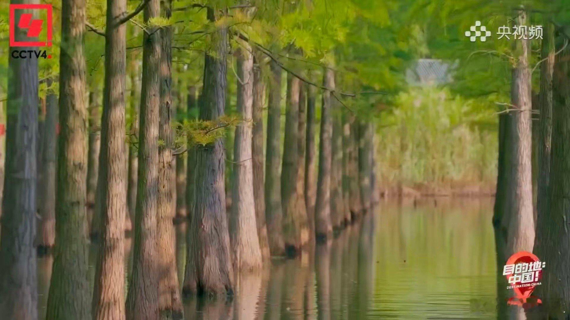 录综艺意外发现存活1亿年的物种 偶遇“植物界活恐龙”！水杉在《目的地：中国！》中