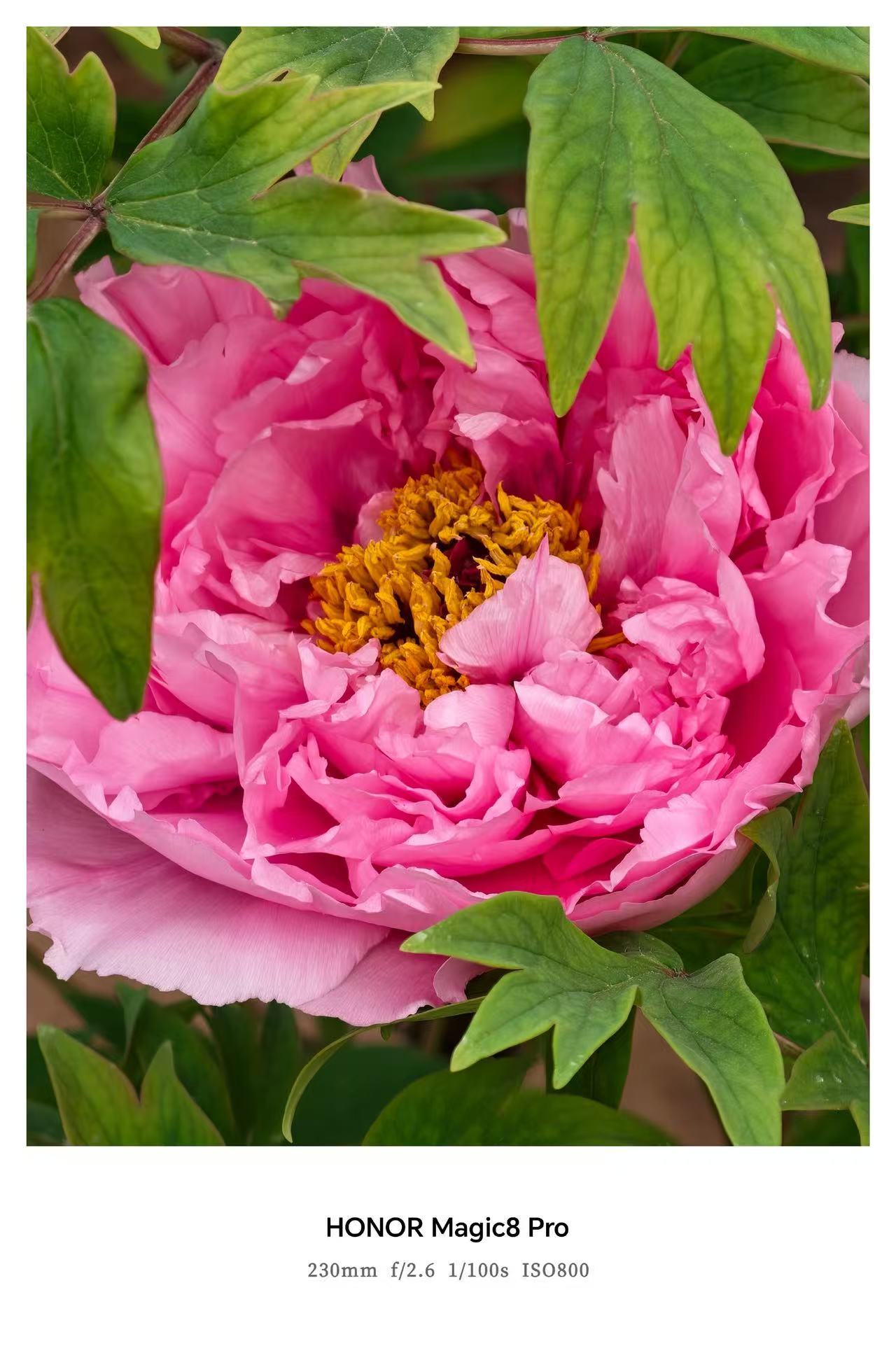 谁懂这次换手机的意义史诗级升级！荣耀Magic8直接打开我的摄影新大门！AiMA