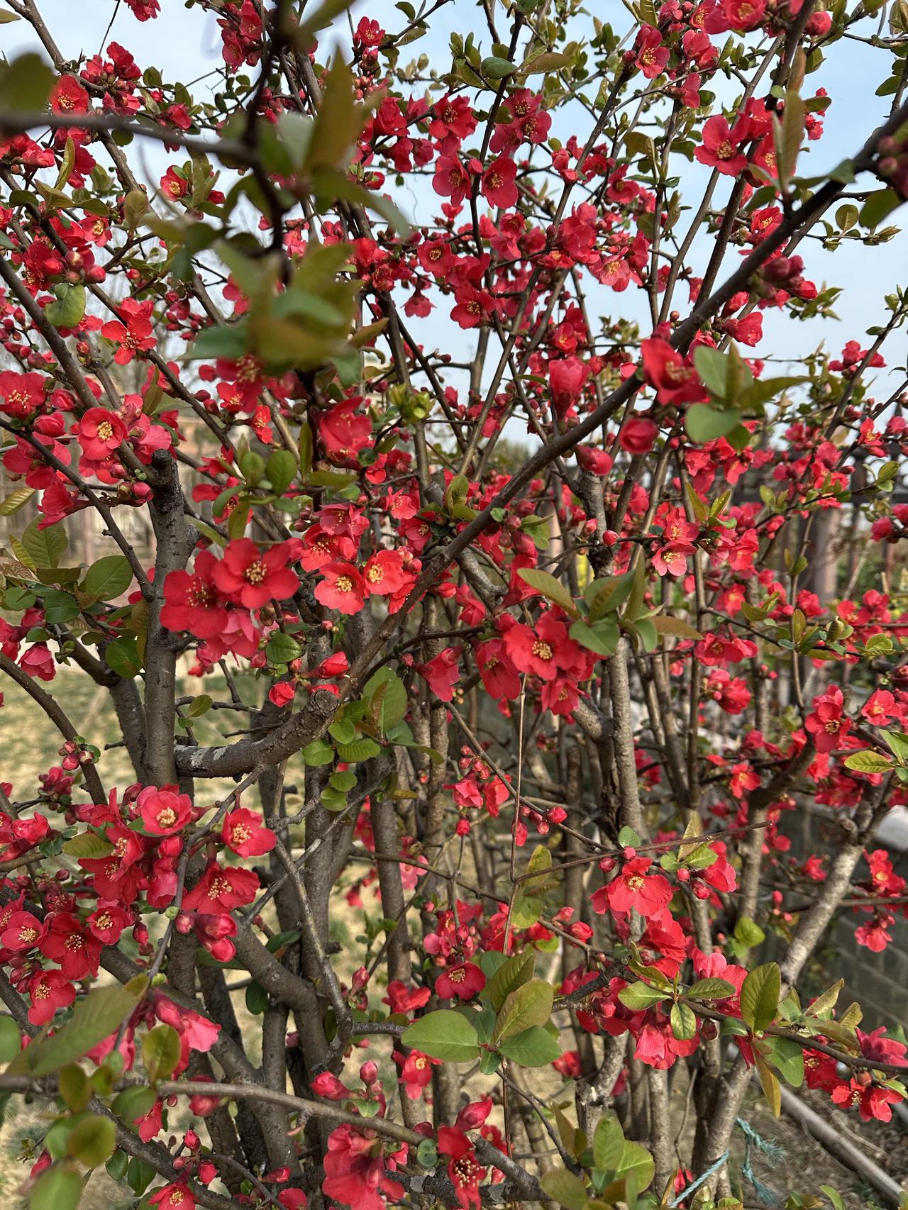 美丽俏佳人，十里来相迎，莫道春风早，枝头满眉梢